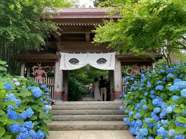 雲昌寺の山門とあじさいに囲まれた入口 男鹿市