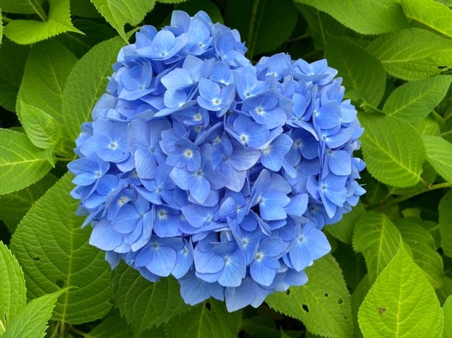 雲昌寺の青いあじさいのアップ