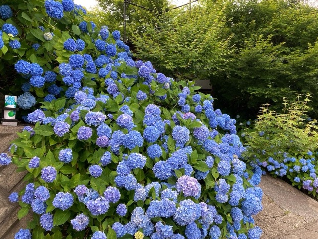 雲昌寺のアクセス時に通る道の様子 歩きやすさの参考