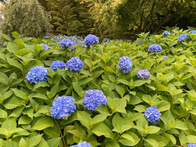 雲昌寺の境内いっぱいに広がるあじさい