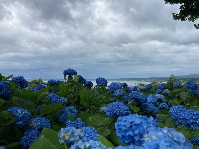 雲昌寺のあじさいが見頃の風景 男鹿市