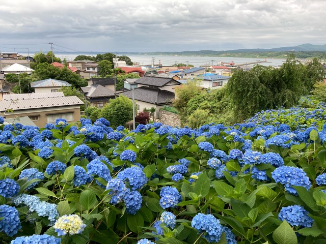 雲昌寺のあじさいと日本海の景色 男鹿市
