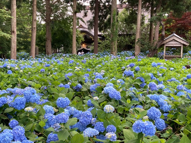 雲昌寺のあじさいが見頃を迎えた境内の様子 男鹿市